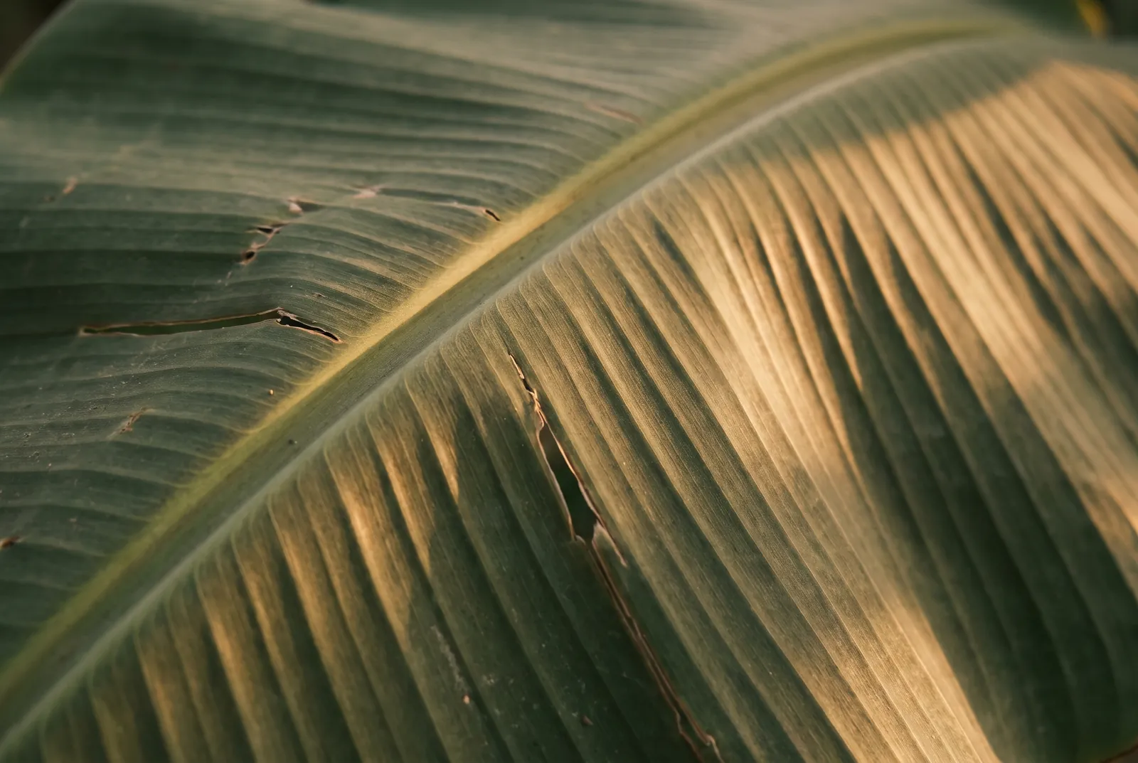 Close-up of a banana leaf in low afternoon sun